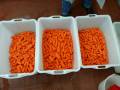 nilma pioneer морковь в контейнерах