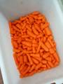 nilma pioneer морковь в контейнере